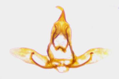 <i>Cnephasia cupressivorana</i>