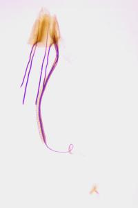 <i>Coleophora albicosta</i>