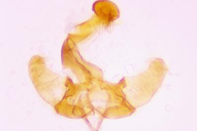 <i>Coleophora albella</i>