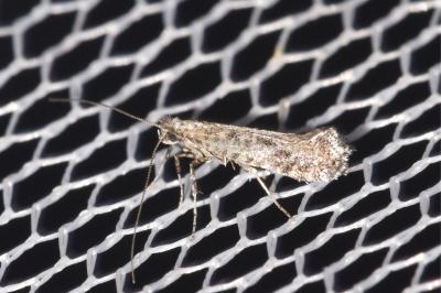 <i>Parornix devoniella</i>