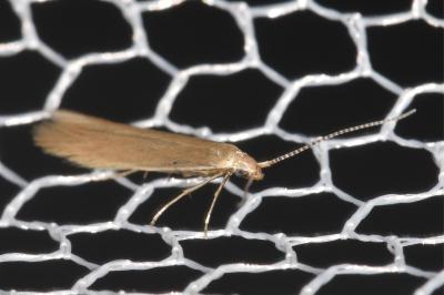 <i>Coleophora caespititiella</i>