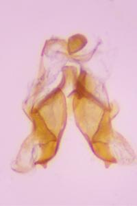 <i>Coleophora caespititiella</i>