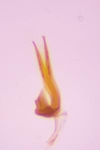 <i>Coleophora caespititiella</i>