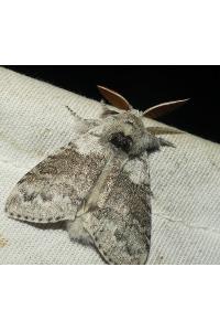 <i>Calliteara pudibunda</i>