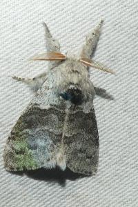 <i>Calliteara pudibunda</i>