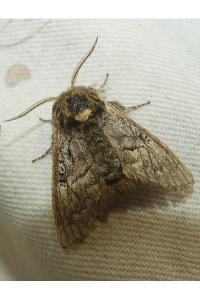 <i>Colocasia coryli</i>