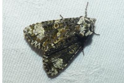 <i>Craniophora ligustri</i>