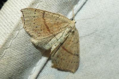 <i>Cyclophora punctaria</i>