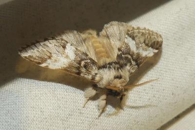 <i>Drymonia dodonaea</i>