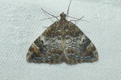 <i>Dysstroma truncata</i>