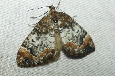 <i>Dysstroma truncata</i>