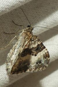 <i>Epirrhoe alternata</i>