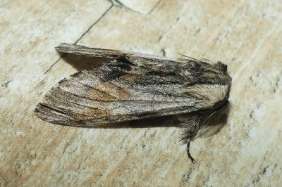 <i>Harpyia milhauseri</i>