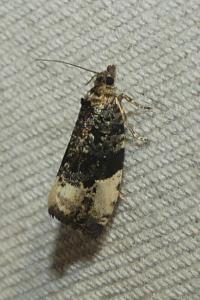 <i>Hedya pruniana</i>