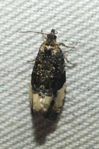 <i>Hedya pruniana</i>