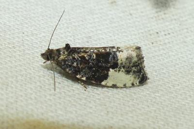 <i>Hedya pruniana</i>