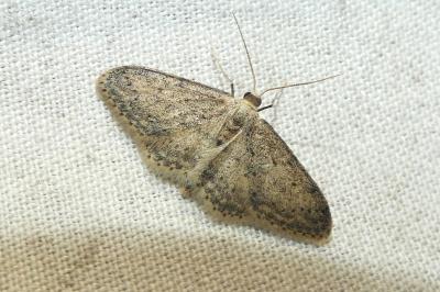 <i>Idaea seriata</i>