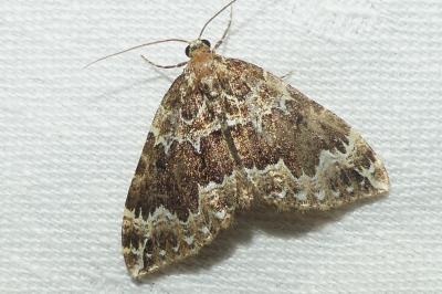 <i>Lampropteryx suffumata</i>