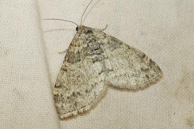 <i>Lobophora halterata</i>