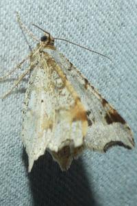 <i>Macaria alternata</i>