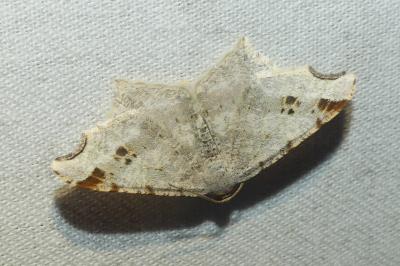 <i>Macaria alternata</i>