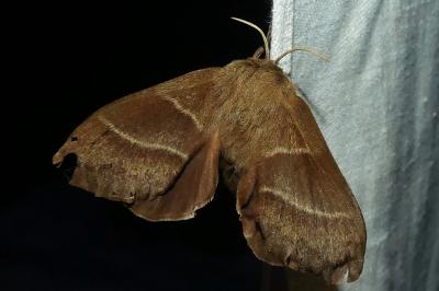 <i>Macrothylacia rubi</i>