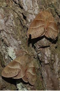 <i>Macrothylacia rubi</i>