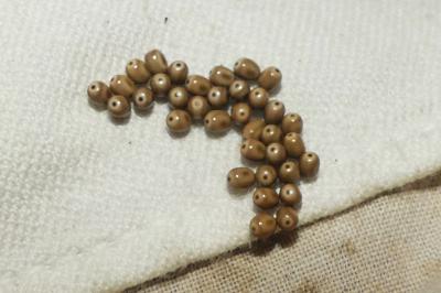 <i>Macrothylacia rubi</i>