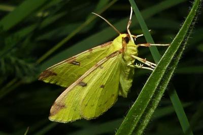 <i>Opisthograptis luteolata</i>