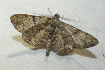 <i>Peribatodes rhomboidaria</i>