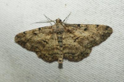 <i>Peribatodes rhomboidaria</i>