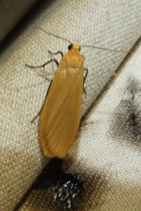 <i>Wittia sororcula</i>