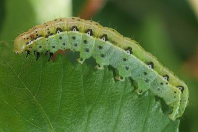 <i>Cosmia affinis</i>