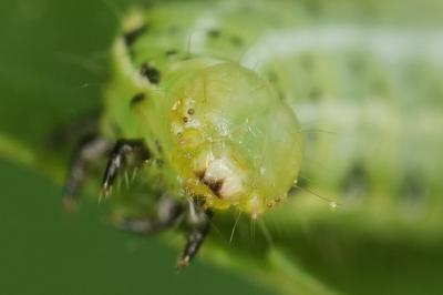 <i>Cosmia affinis</i>