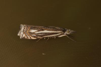 <i>Crambus lathoniellus</i>