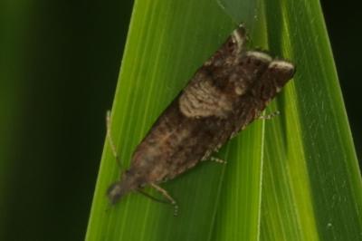 <i>Dichrorampha acuminatana</i>