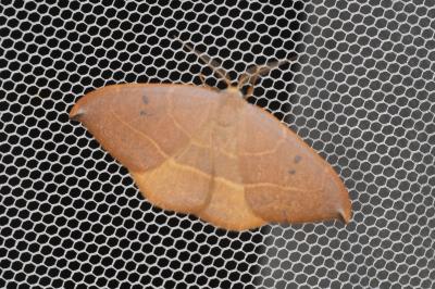 <i>Watsonalla uncinula</i>