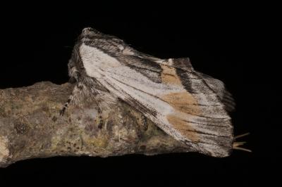 <i>Harpyia milhauseri</i>