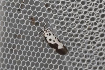 <i>Ethmia quadrillella</i>