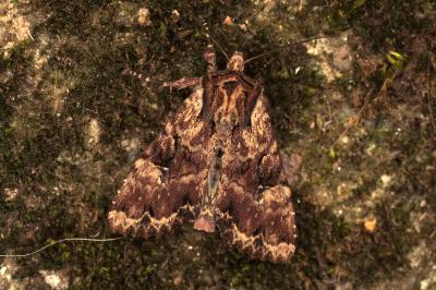 <i>Apamea epomidion</i>
