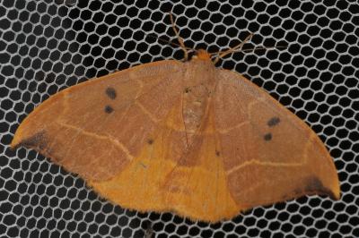 <i>Watsonalla binaria</i>