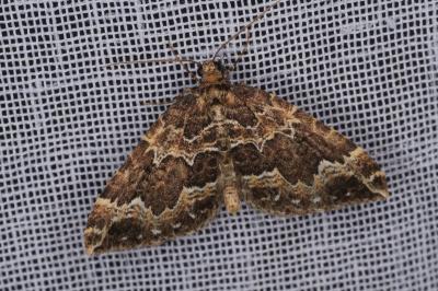 <i>Lampropteryx suffumata</i>