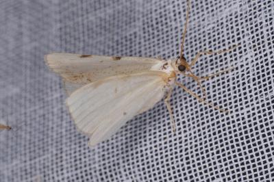 <i>Lomographa bimaculata</i>