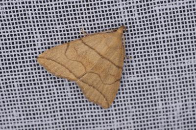 <i>Herminia grisealis</i>