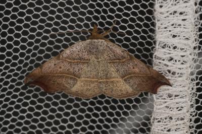 <i>Laspeyria flexula</i>