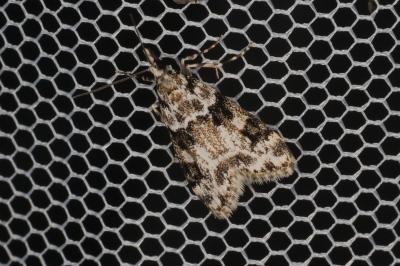 <i>Eudonia delunella</i>