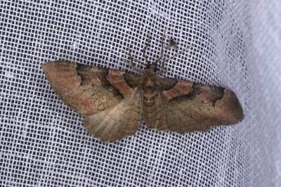 <i>Catarhoe rubidata</i>