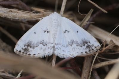 <i>Lomographa temerata</i>