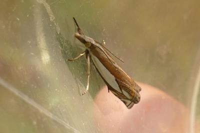 <i>Crambus pascuella</i>