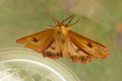 <i>Diacrisia sannio</i>